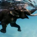 Плавающий индийский слон