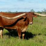 Техасский лонгхорн обладает самыми длинными рогами в мире