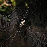 Паутина паука-кругопряда вдохновила на создание биосовместимой нити
