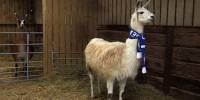 Лама по кличке николас предсказала победу челси