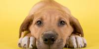 Щенки из приюта (shelter puppies) майкла клота