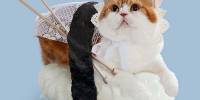 Приключения суши-кошек