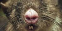Новый вид крыс со свиным пятачком открыт в индонезии