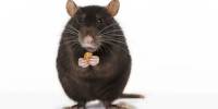 Крысы используют инструменты, чтобы добраться до лакомства