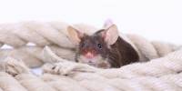 Могут ли крысы чувствовать радость?