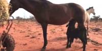 В австралии лошадь усыновила осиротевшего теленка
