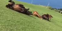 Очевидцы засняли на видео табун диких лошадей, устроивших необычное развлечение