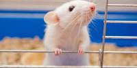 Ученые засняли необычное поведение мышей на мкс