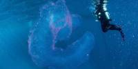 10 захватывающих вещей, с которыми сталкиваются дайверы