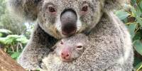 В австралии выбрали самую милую кроху-коалу