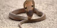 Змеиные яды: как они работают и можно ли спастись