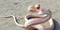 Несколько интересных фактов о змеях