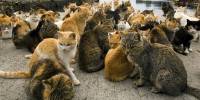 Аосима - остров рыжих кошек