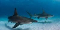 Каждый год в полнолуние десятки акул собираются во французской полинезии