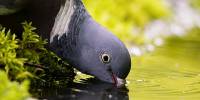 Как голуби пьют воду, не поднимая головы?