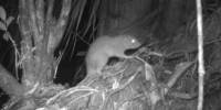 Ученые впервые сфотографировали гигантскую крысу вангуну