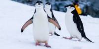 Антарктические пингвины засыпают 10 000 раз в день