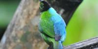 Орнитолог сфотографировал одну из самых редких в мире двухцветных птиц