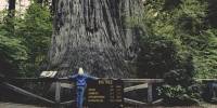 Как самые высокие деревья в мире «воскресли» после пожара