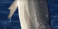 В греции обнаружили редкого дельфина с «большими пальцами»