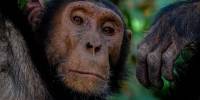 Шимпанзе могут помнить лица друзей и родственников до конца жизни