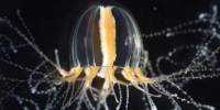 Медузы способны регенерировать потерянные щупальцы всего за несколько дней