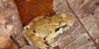 В индонезии нашли крохотных клыкастых лягушек