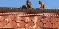 В индии турист хитростью вернул украденный обезьяной телефон