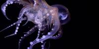 Необычных осьминогов обнаружили ученый у побережья коста-рики