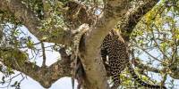 Фотограф запечатлел леопарда, поедающего крокодила на дереве