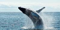 Биологи раскрыли тайну песен горбатых китов