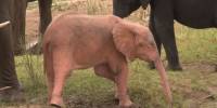 Редкий розовый слоненок замечен в южноафриканском парке