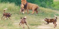 Гиеновые собаки пытаются отбить собрата у льва