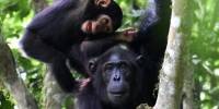 Самки шимпанзе играют со своими детенышами, даже когда наступают тяжелые времена