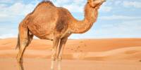 Почему верблюды, длительное время оставаясь без воды, сохраняют выносливость?