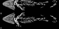 Исследователи воссоздали скелет тиктаалика — одного из первых выходцев на сушу