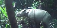 Детеныша редкого яванского носорога заметили в индонезии