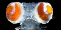 Необычно огромные глаза многощетинкового червя связали с ультрафиолетовой биолюминесценцией