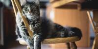 Ученые выяснили причину специфического запаха кошачьих меток
