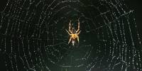 Зачем пауки плетут паутину в пустых домах, где нет даже мух?