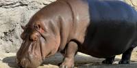 Самец бегемота оказался самкой, сотрудники зоопарка узнали об этом спустя семь лет