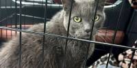 В сша сбежавшего кота нашли спустя пять лет в двух тысячах километров от дома