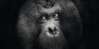 Портреты семейства орангутанов, сделанные в зоопарке