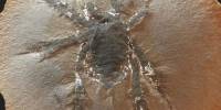Ученые обнаружили новый вид ископаемых колючих пауков, который «не похож ни на одного другого паукообразного»