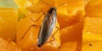 Как тараканы расселились по всему миру