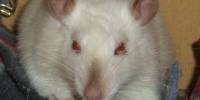 Удивительные факты о крысах