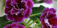 Глоксиния (gloxinia) или синнингия (sinningia)