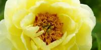 Пион древовидный, или пион полукустарниковый (лат. paeonia suffruticosa)