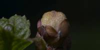 Смородинный почковый клещ (currant mite)