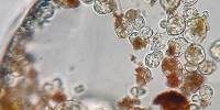 Обнаружены живые организмы возрастом 34 000 лет